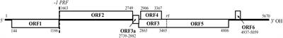 A Survey Using High-Throughput Sequencing Suggests That the Diversity of Cereal and Barley Yellow Dwarf Viruses Is Underestimated